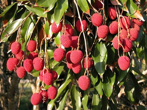 কৃষির সম্প্রসারনে আমাদের করণীয়